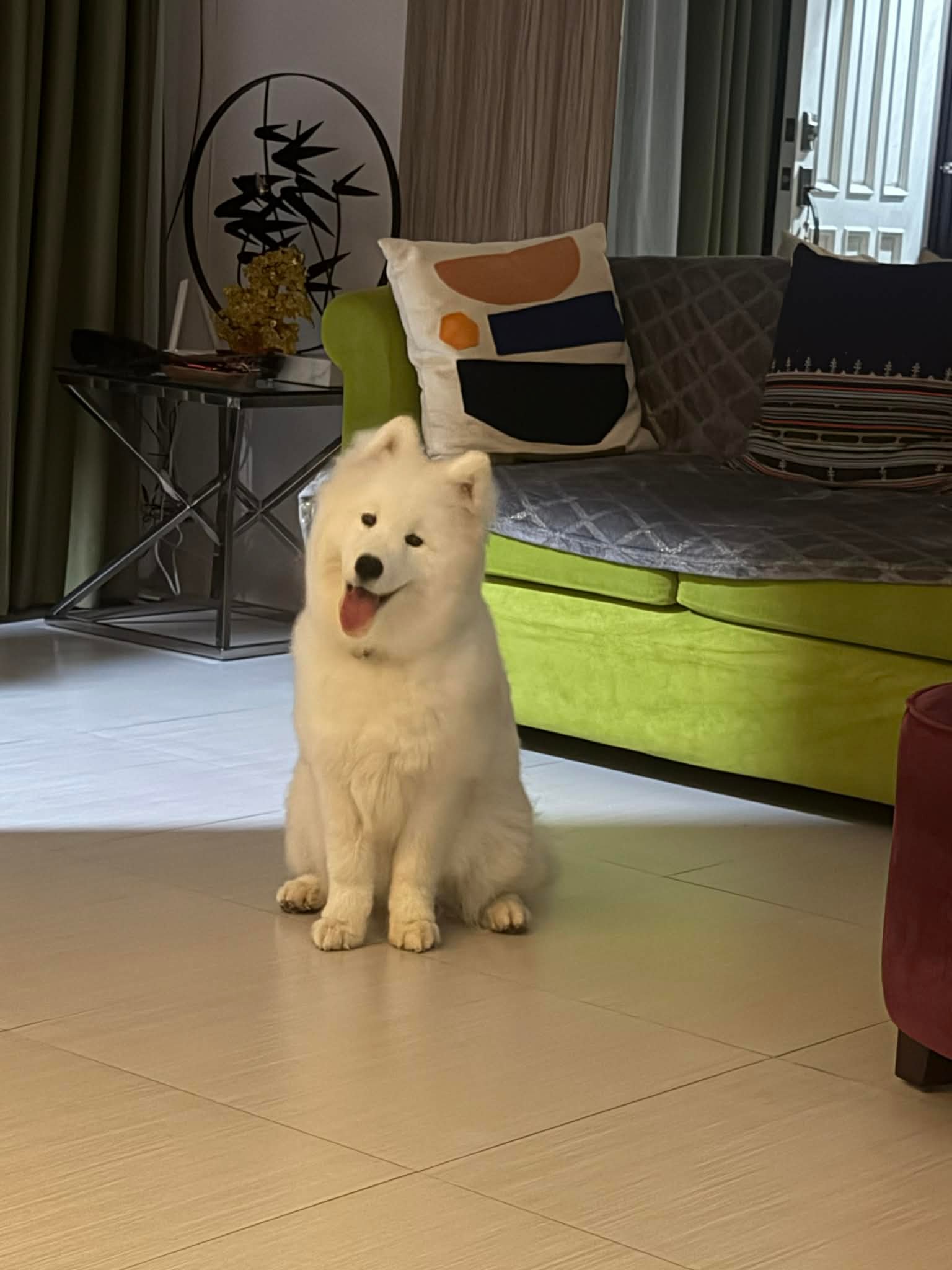 Freshly Bathed Happy Dog